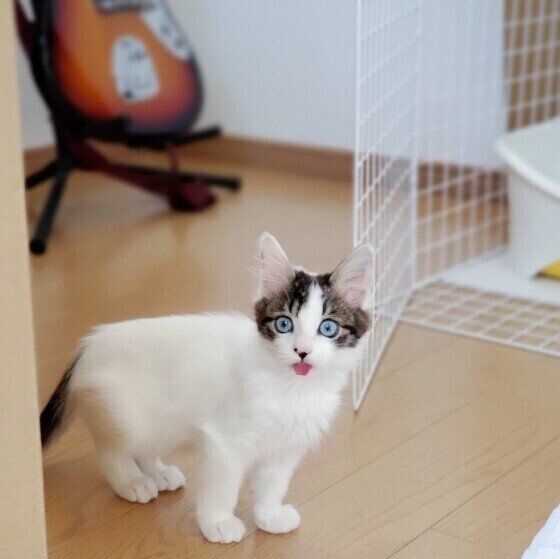 Mix（白）のシロくん♪