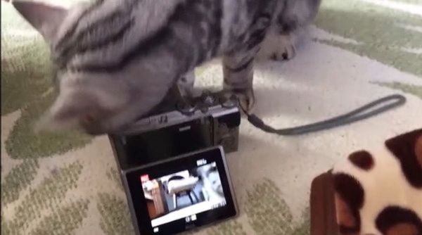 かまってほしい猫