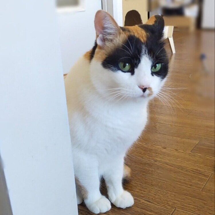 3才のお誕生日をむかえた、ひまわりちゃん