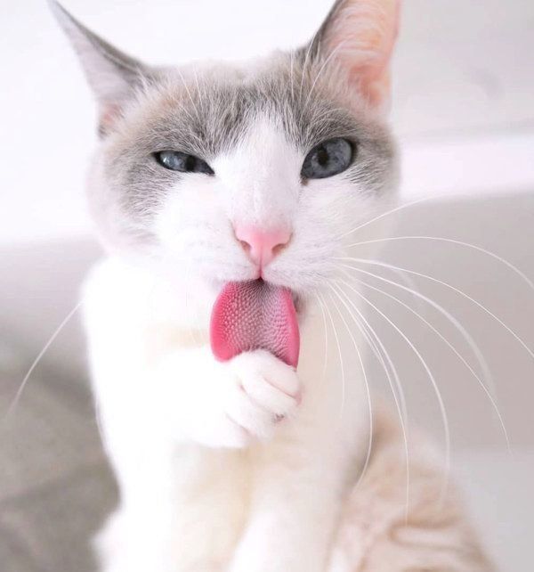 舌を出すすず香ちゃん