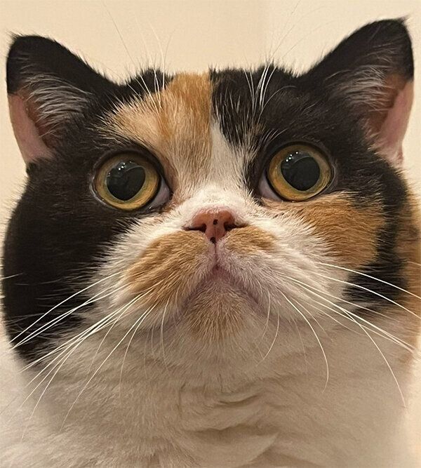 見つめるおあげちゃん