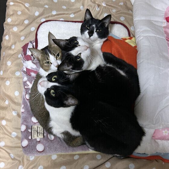 日本ネコの春くんたち