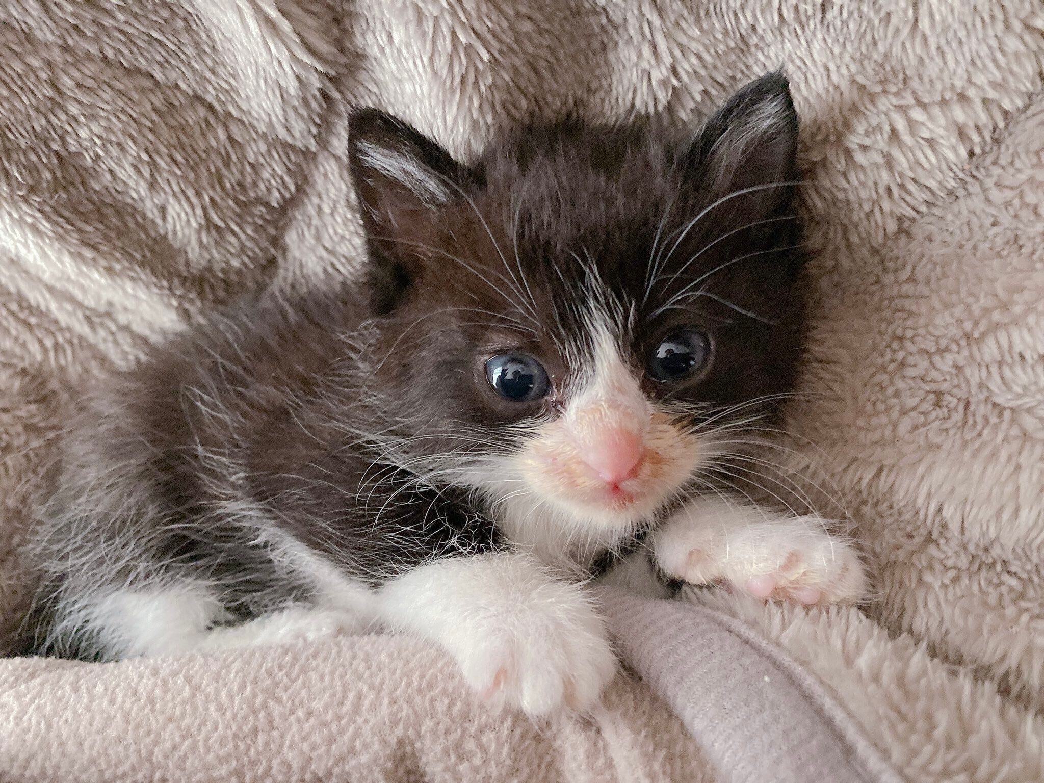 生後推定1カ月半のパトくん。