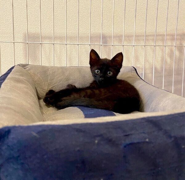 子猫時代のトニーくん