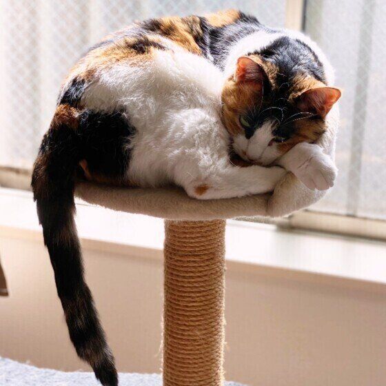 日光浴をする三毛猫