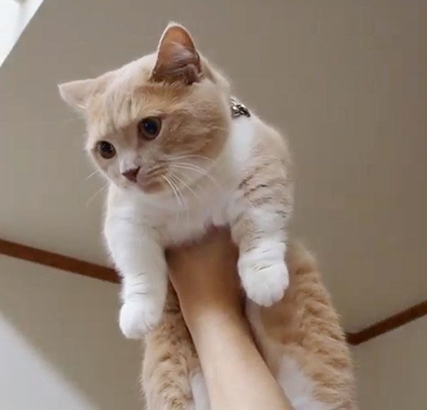 抱っこされるマンチカン