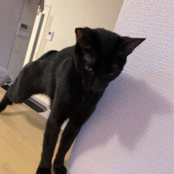 伸びるあんこちゃん（MIX）