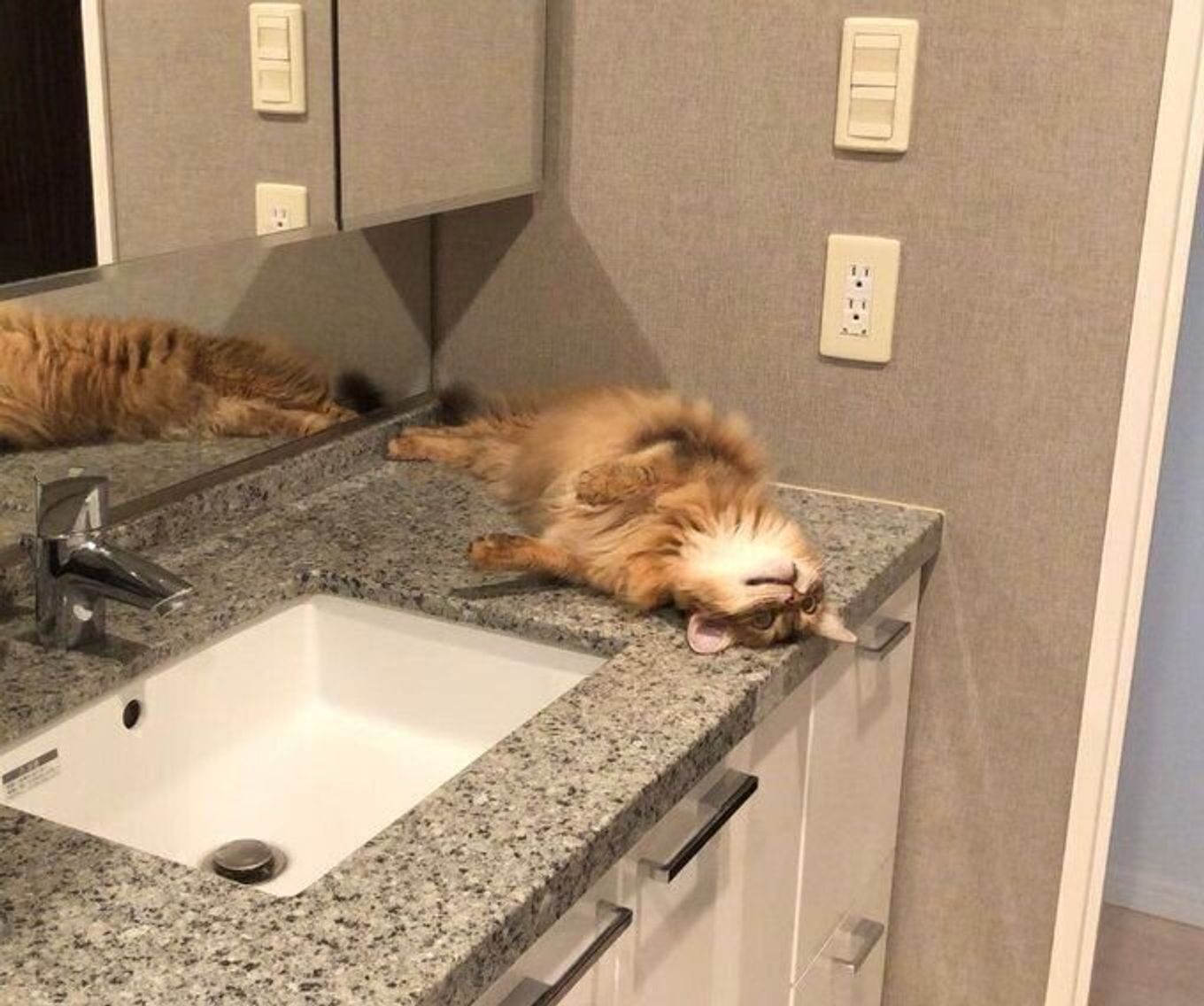 かまってほしくて洗面台にスタンバイ 猫の健気な行動がtwitterで話題 ねこのきもちweb Magazine かまってほしくて洗面台にスタンバイ 猫の健気な行動がtwitterで話題 ねこのきもちweb Magazine