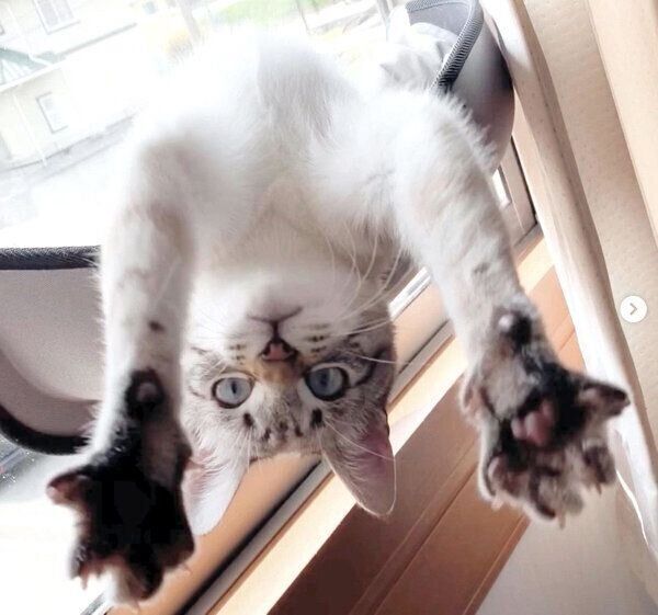 お手てを見せるにぼしちゃん