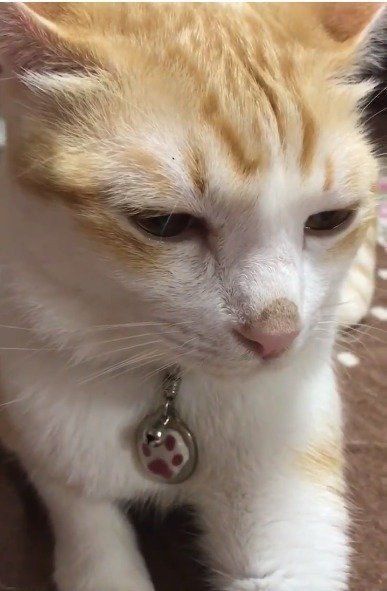 ごまじろうが涙を流す瞬間