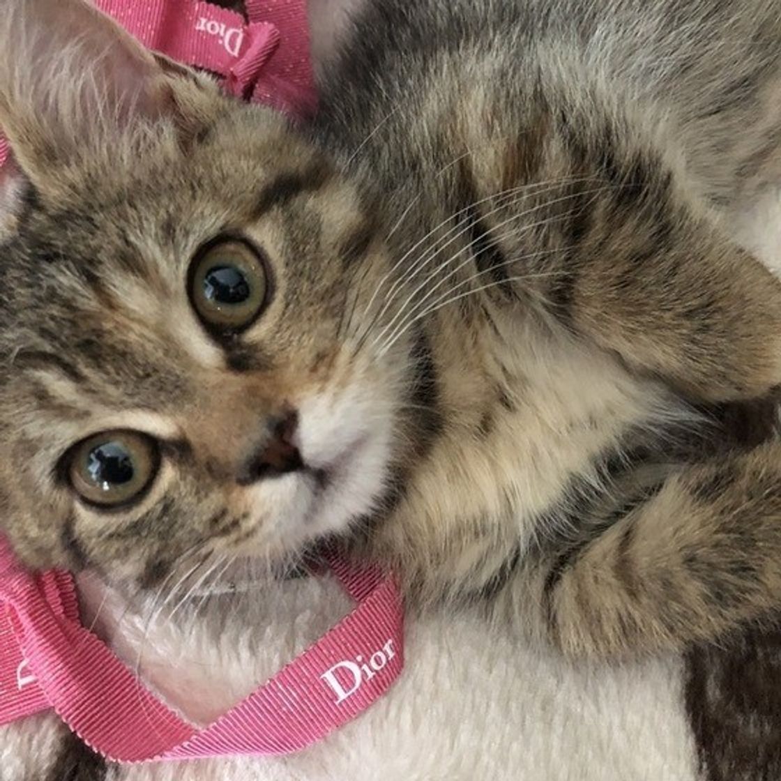 ここ触ったら怒るニャ 猫が嫌がる 体の部位 はどこ ねこのきもちweb Magazine ここ触ったら怒るニャ 猫が嫌がる 体の部位 はどこ ねこのきもちweb Magazine