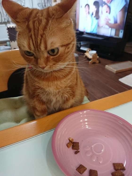 ピンクの皿でご飯を食べるアメリカンショートヘア