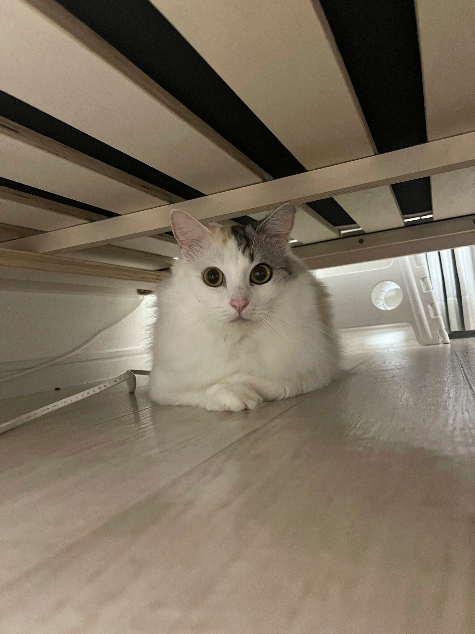 飼い主さん宅にやって来た日のパワーちゃん