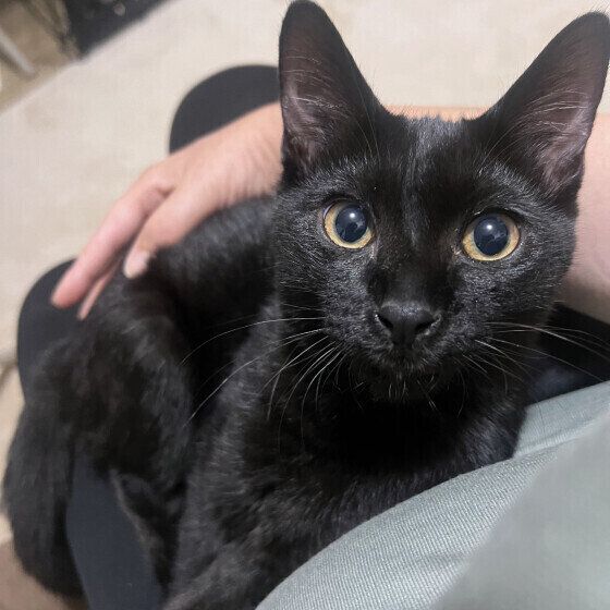 膝の上に乗る猫