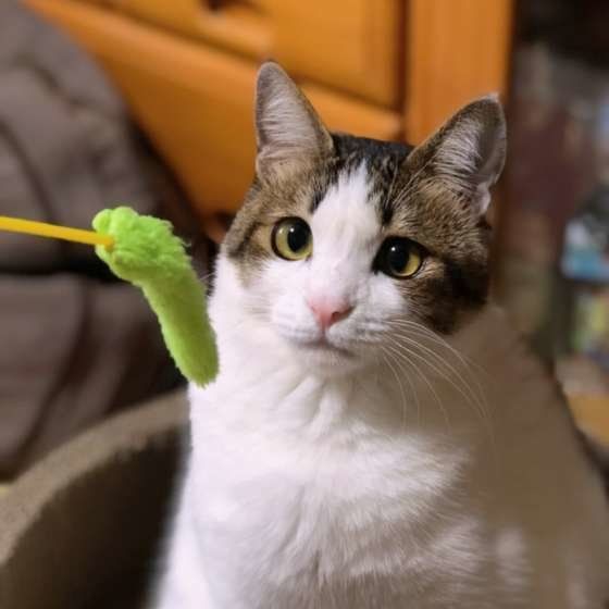 おもちゃを見つめるキジトラ