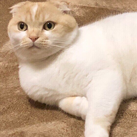 くつろぐスコティッシュフォールド