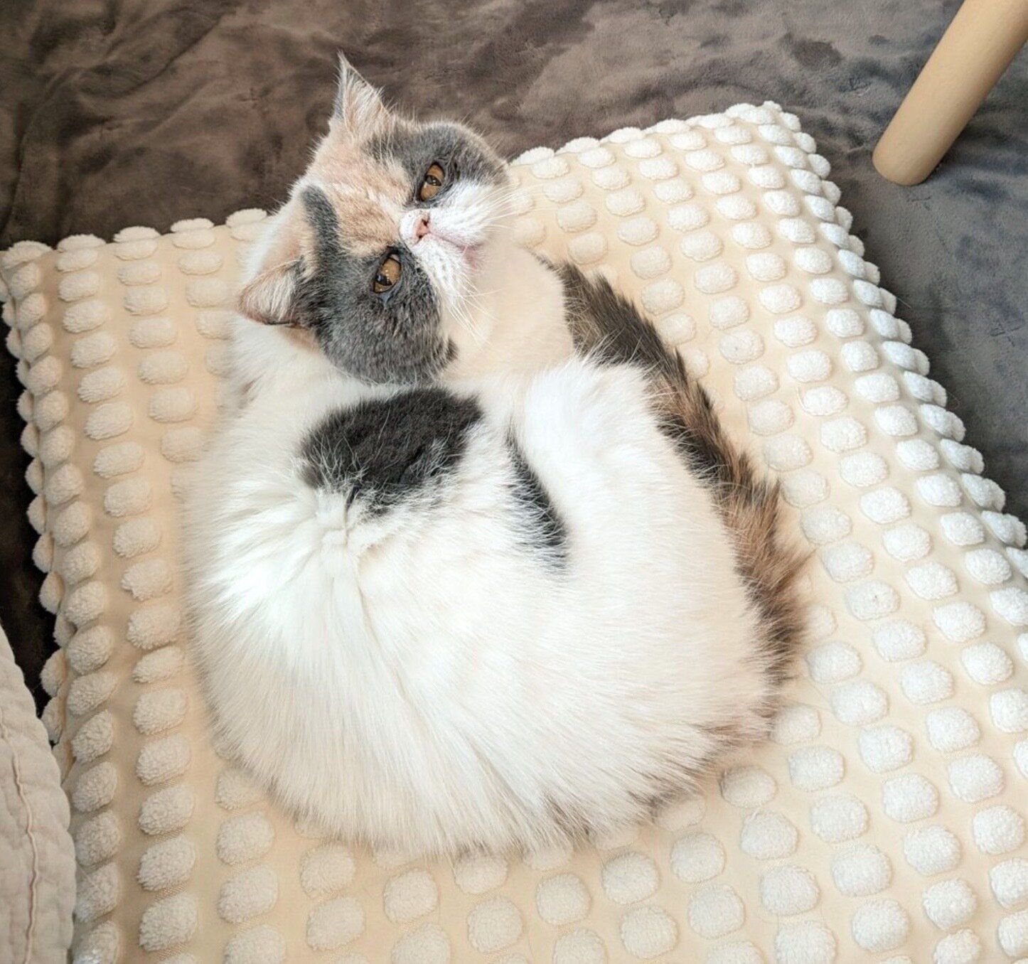 まったりくつろぐジャスミンちゃん