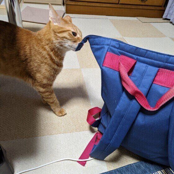 バッグの中身を安全確認する虎斗くん