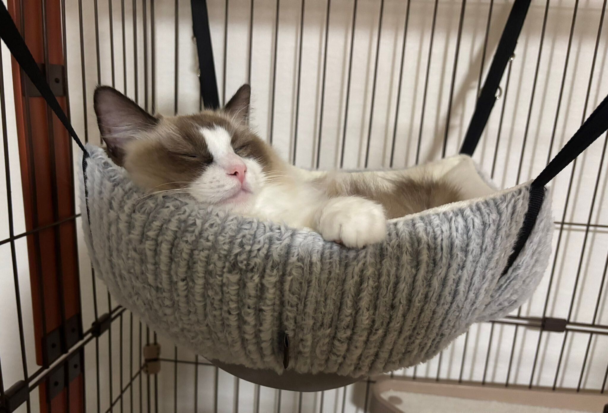 気持ちよさそうに眠るにこちゃん