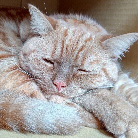 くたっと眠るアメリカンショートヘア