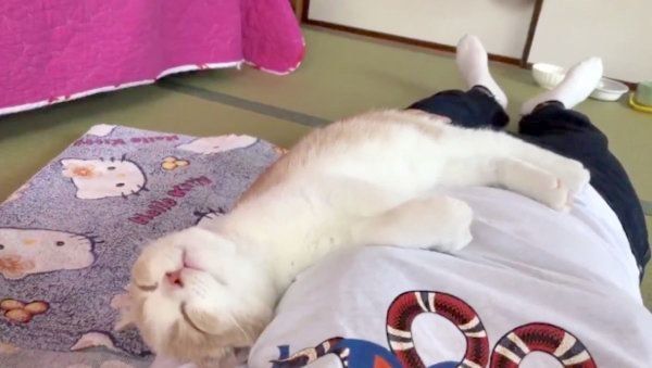 幸せの重みとはこのこと…♡ 無防備すぎる子猫の「寝姿」に癒される人