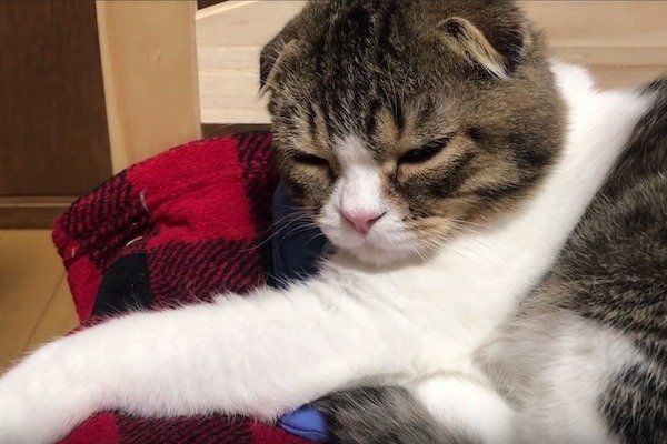 指ズボされるスコティッシュフォールド