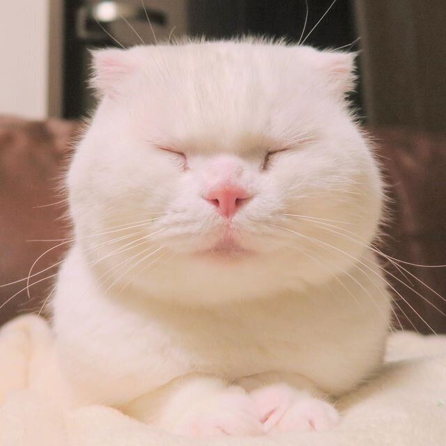 かわいい猫