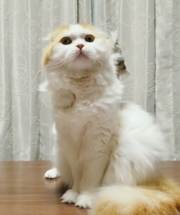 妹猫に倒される兄猫