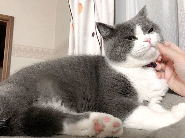 撫でられてご満悦のひのでくん