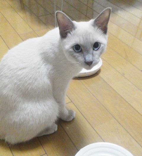 トンキニーズのスースちゃん