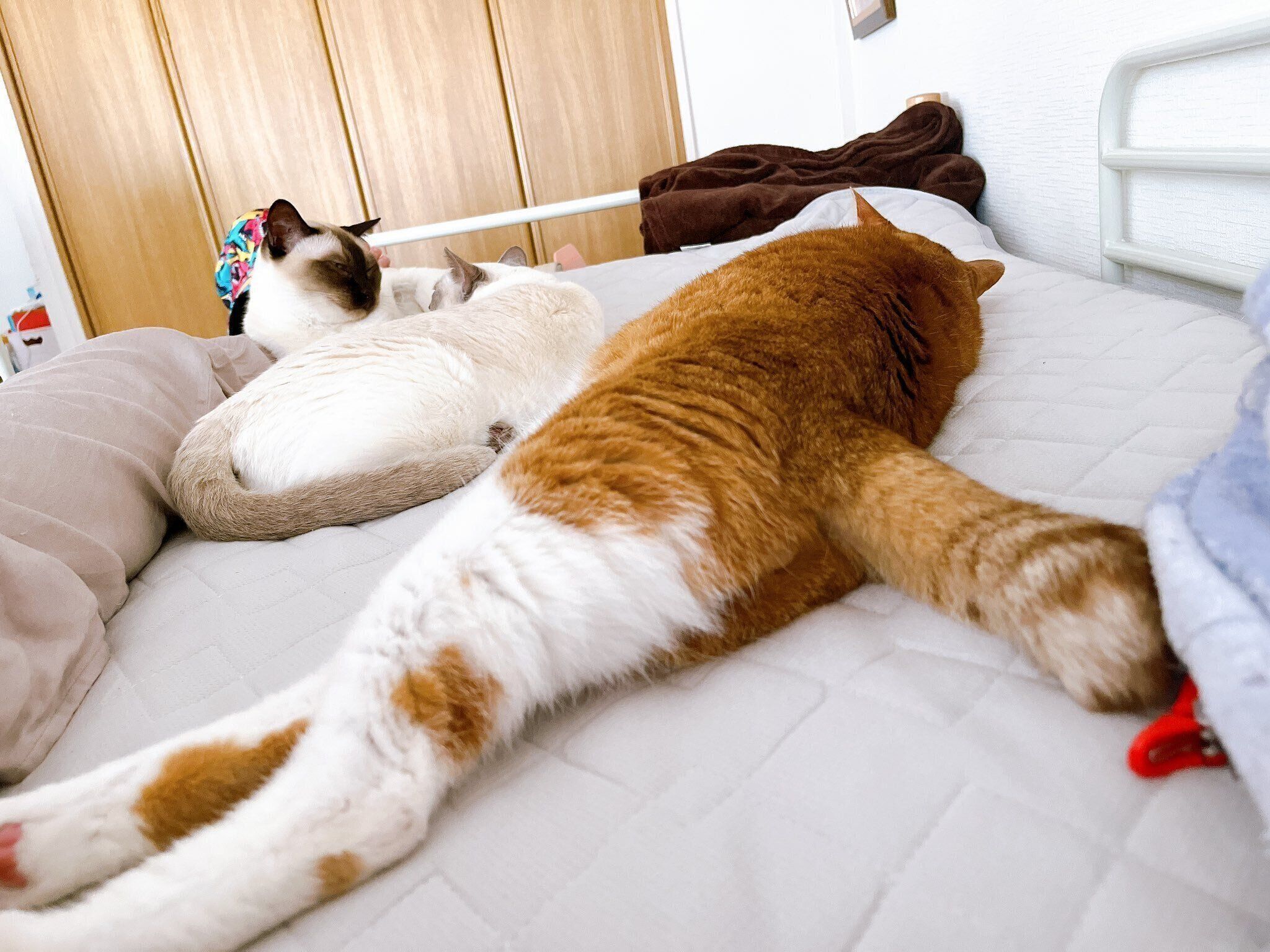 ベッドを占拠する猫たち