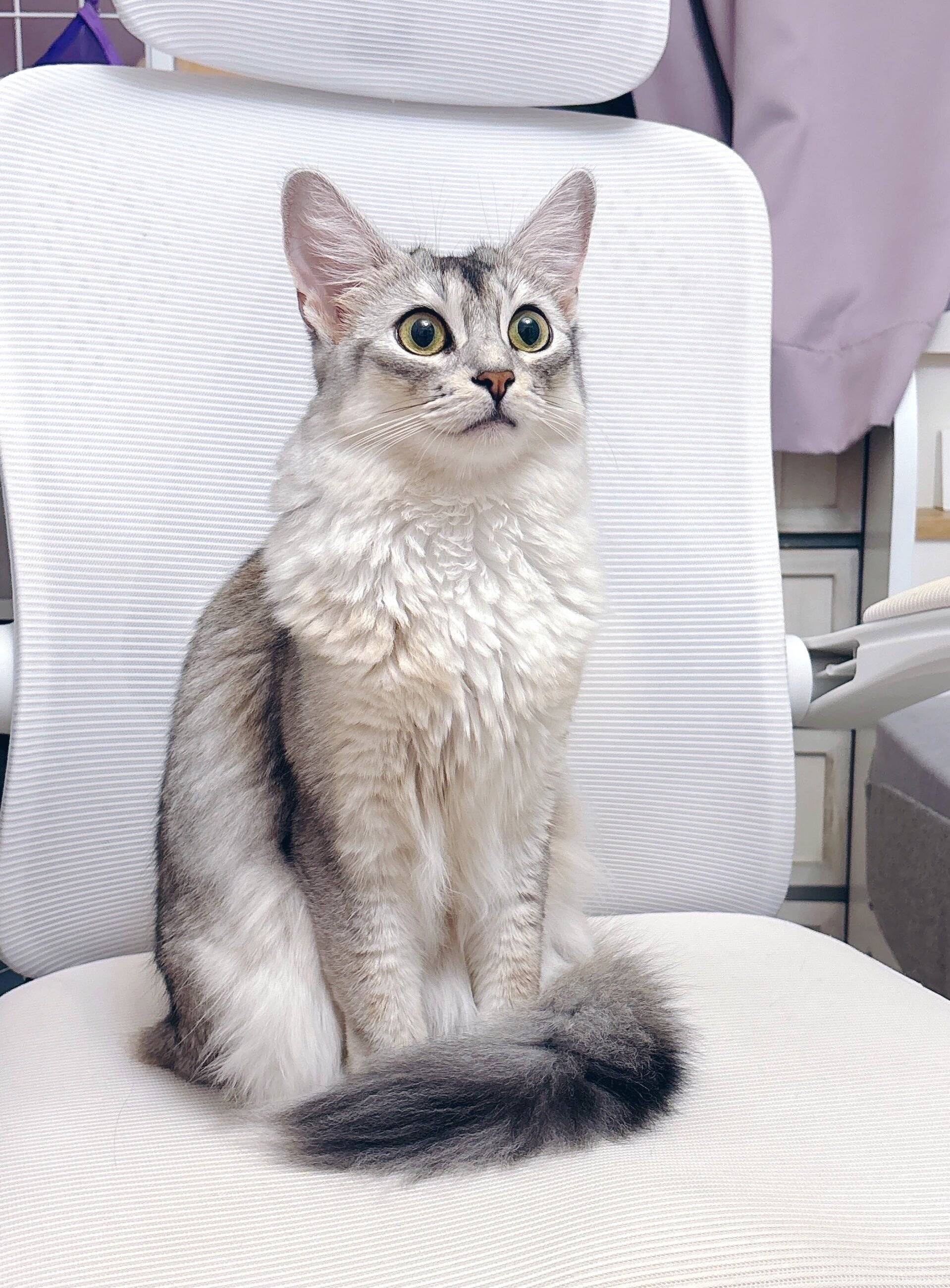 椅子の上に座っているソマリ