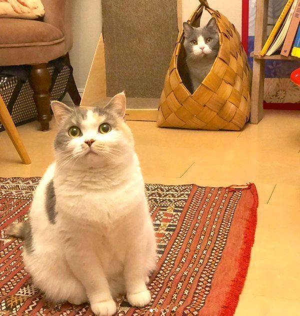 見つめるドラ千代くんとねね子ちゃん