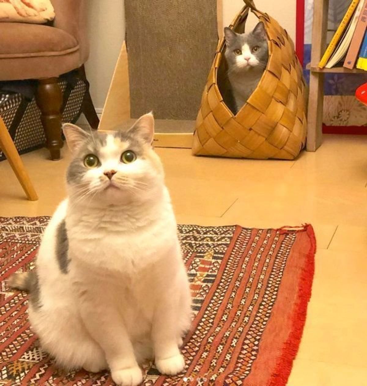 2匹の猫の 感動的な技 とは 息の合った兄妹猫のやりとりに爆笑 ねこのきもちweb Magazine 2匹の猫の 感動的な技 とは 息の合った兄妹猫のやりとりに爆笑 ねこのきもちweb Magazine