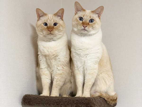 並んで座る猫