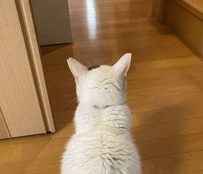 玄関を見つめるハクくん