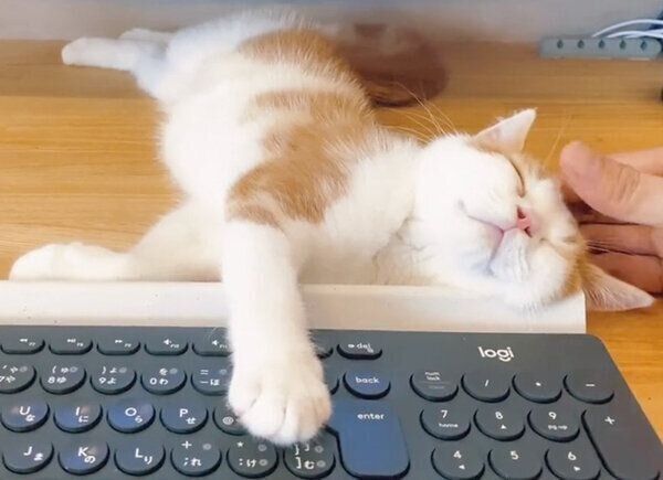 キーボードに前足を乗せるこなつくん