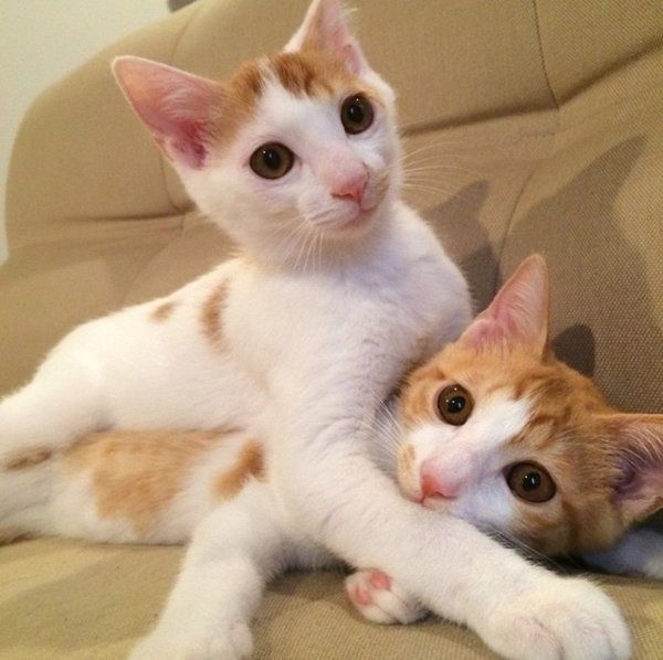 猫のいちごちゃんとタルトちゃん