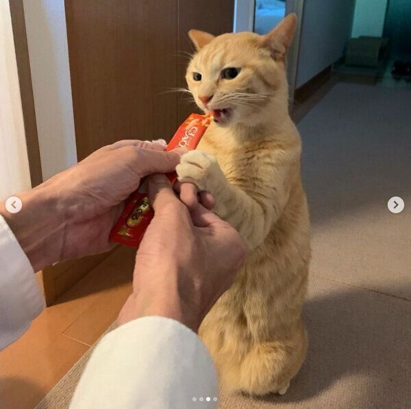 ちゅ〜るを食べるもいわちゃん
