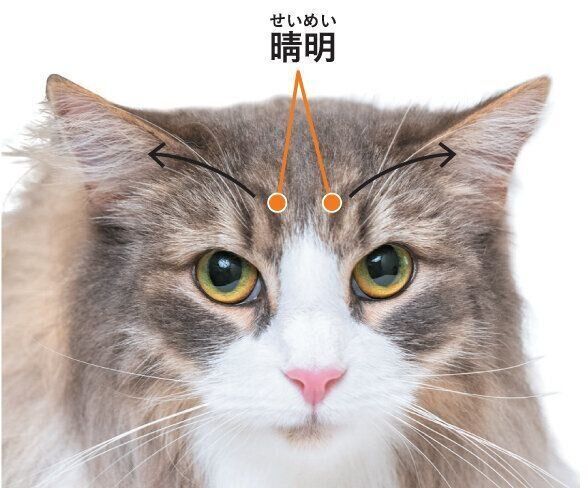 リラックスを促すツボ