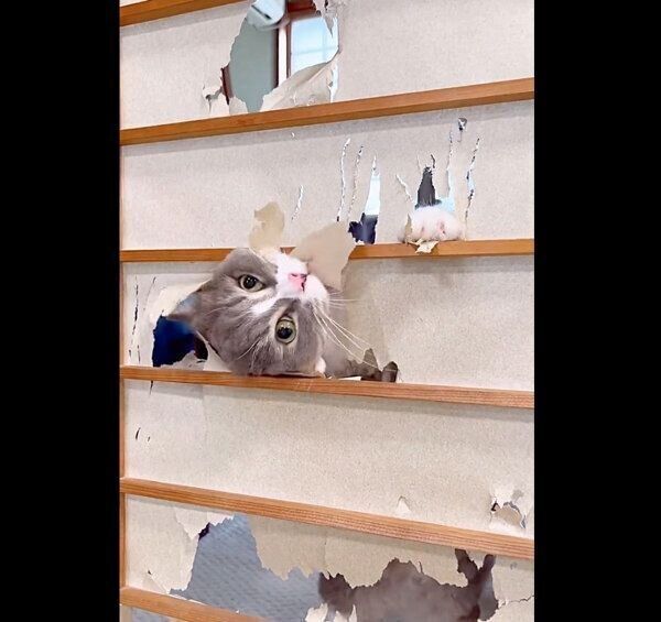 障子を破るくつ下くん