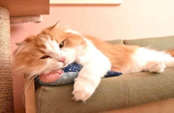 眠そうなちのさん