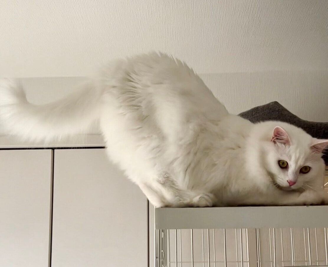 大きく伸びをするマオくん