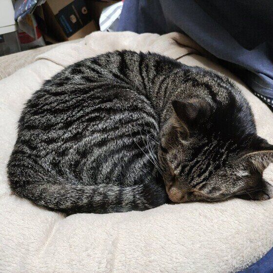 丸くなるハロくん（MIX）