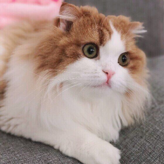 見つめるスコティッシュフォールド