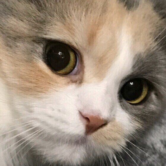 姫ちゃん（スコティッシュフォールド）