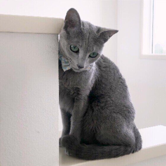 お気に入りの場所で佇むロシアンブルー