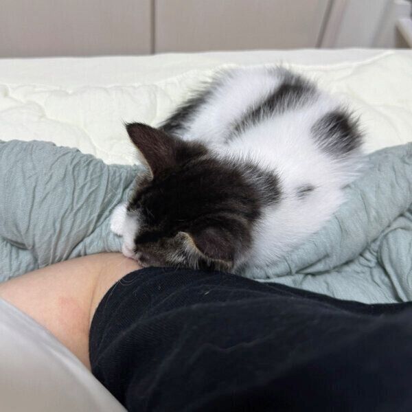 飼い主さんの腕にくっつくしらすくん