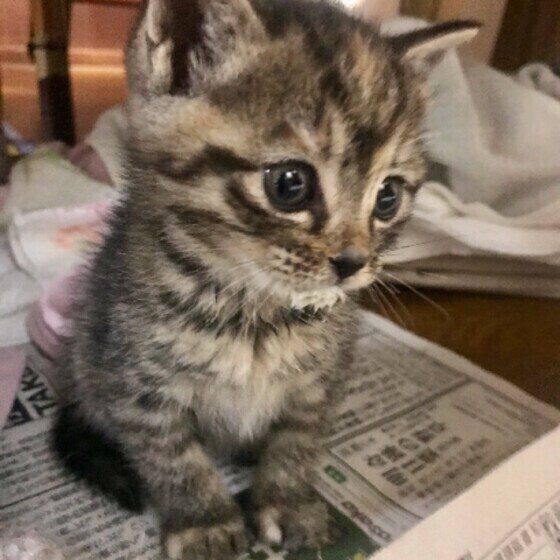 キジトラMIXのミイちゃん