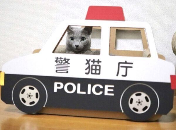 パトカー型の爪とぎ器に乗る麦ちゃん